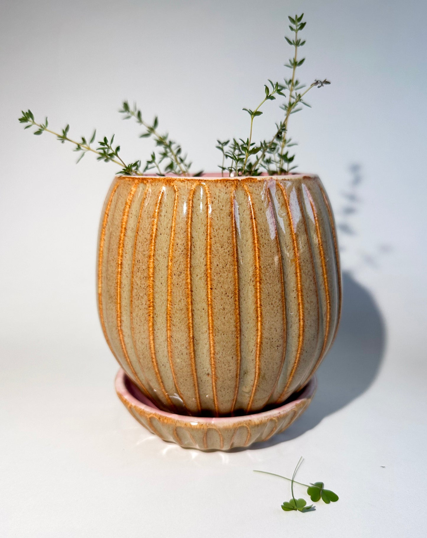 Pasquale/Pink Planter